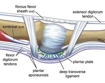 The Plantar Plates Through the Eyes of Adarian Barr